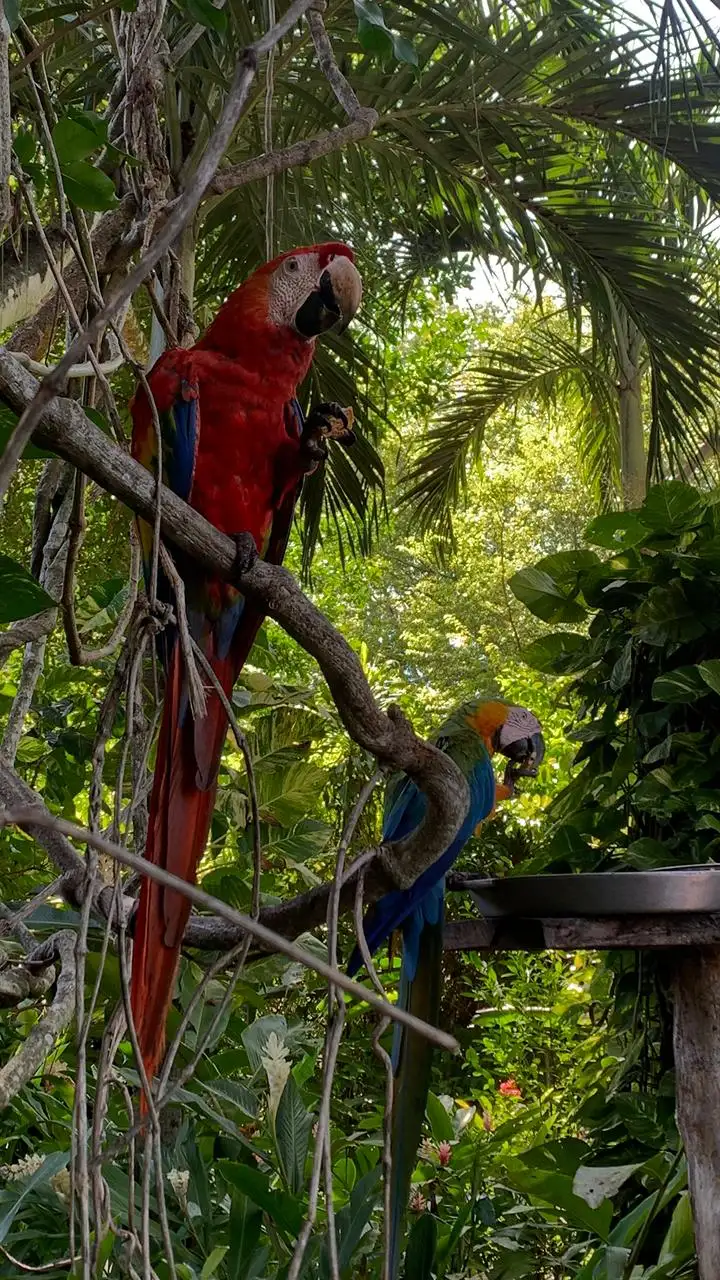 Macaws in the tropical forest